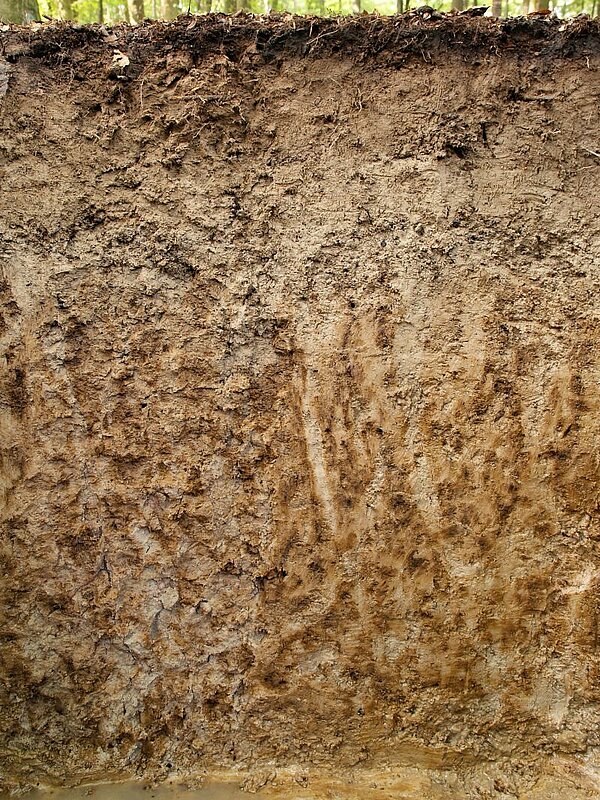 Bodenprofil Stauwasserboden