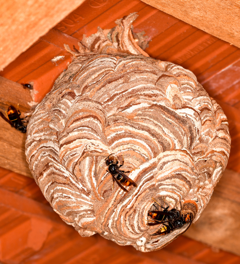 Gründungsnest (Primärnest) der Asiatischen Hornisse