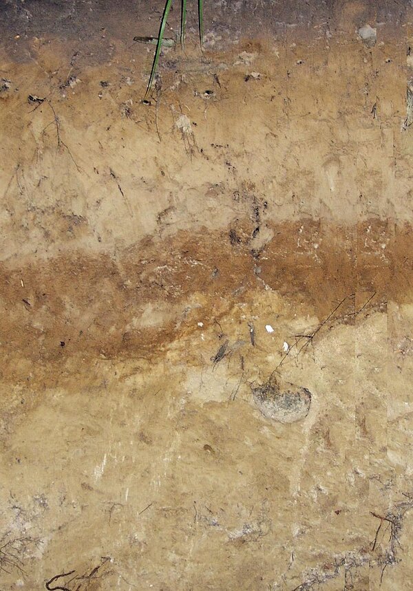 Bodenprofil Fahlerde