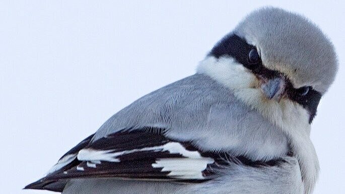 Porträt eines Raubwürgers.