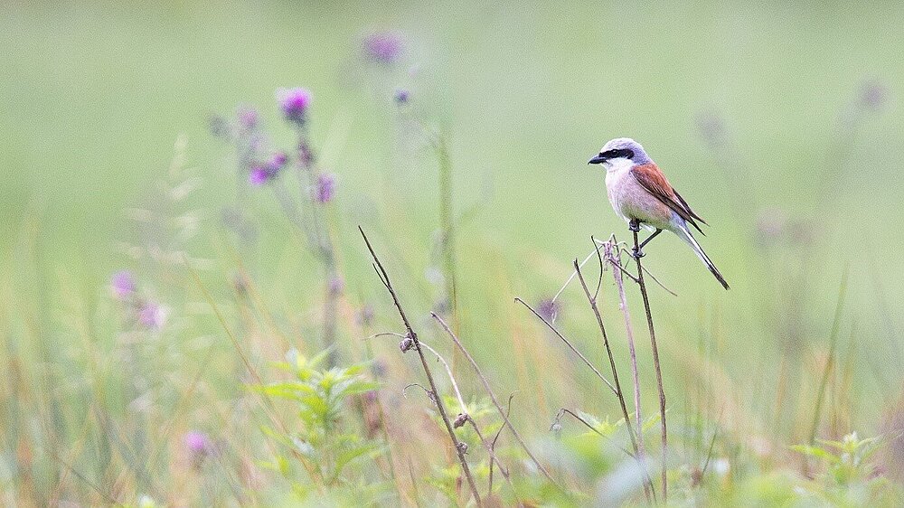 Neuntöter sitzt auf einem Stängel.