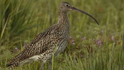 Großer Brachvogel steht in einer Wiese und sucht nach Nahrung. 