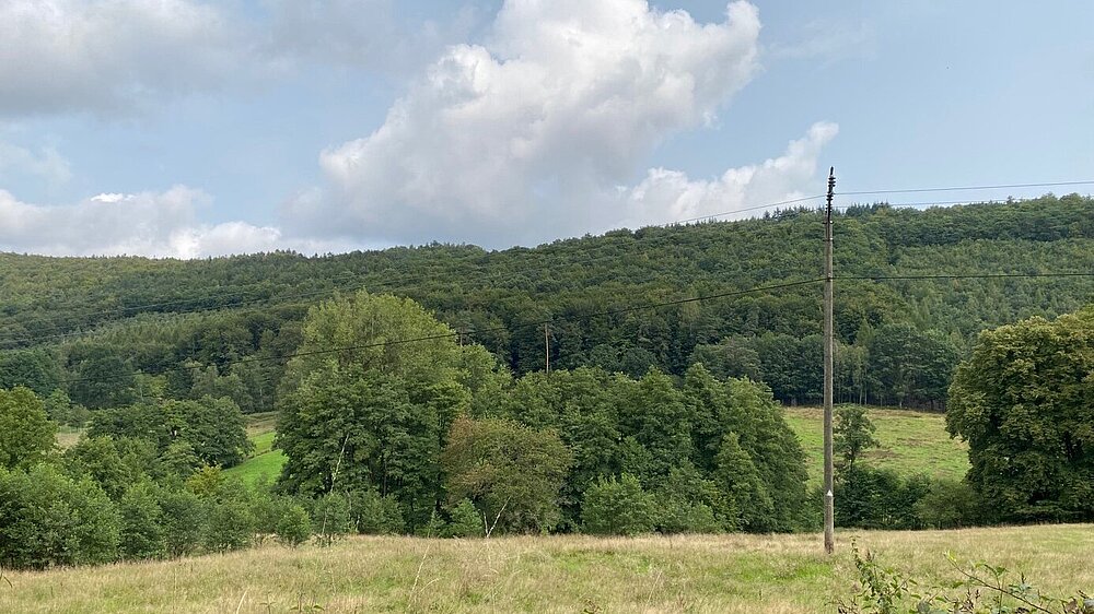 Das Vogelschutzgebiet Spessart bei Bad Orb mit Blick auf ein Waldgebiet.