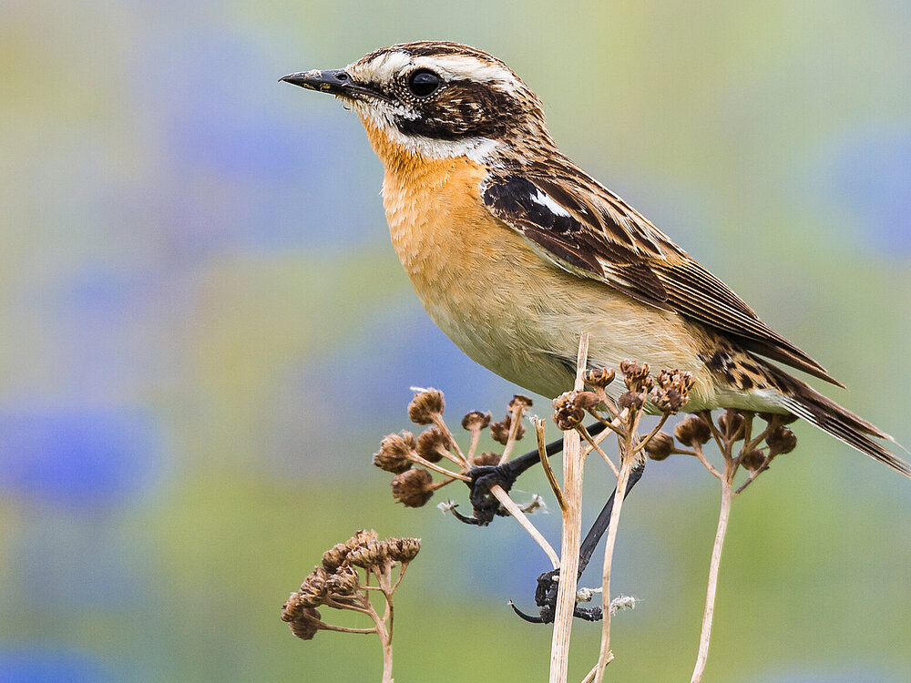 Braunkehlchen sitzt auf Pflanzenstängel.