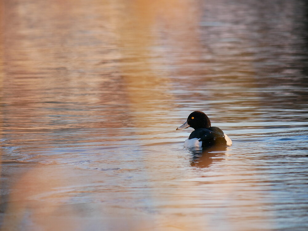 Ein Reiherenten-Erpel schwimmend.