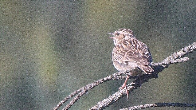 Singende Heidelerche sitzt auf einem Ast.