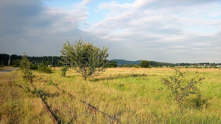 Das Vogelschutzgebiet Wieseckaue östlich von Gießen mit Blick auf eine alte Bahngleise und Schilfgebiete.