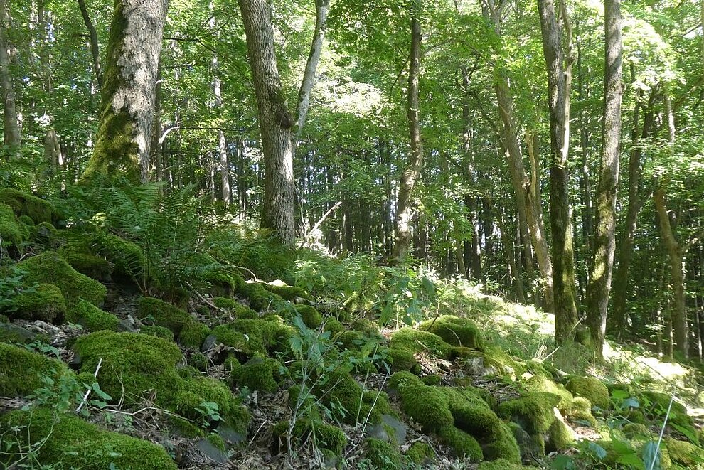 Blockschuttwald am Meißner
