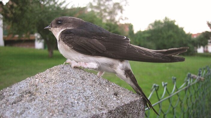 Eine Mehlschwalbe sitzt auf einem Zaunpfahl.