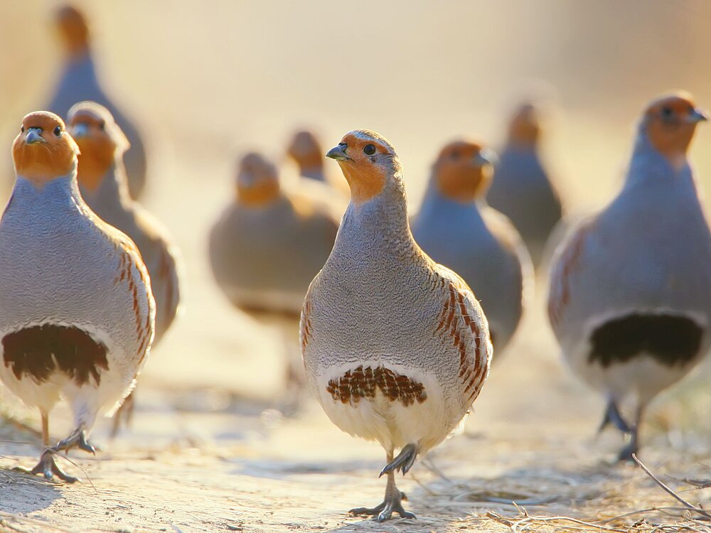 Neun Rebhühner auf einem Weg laufend.