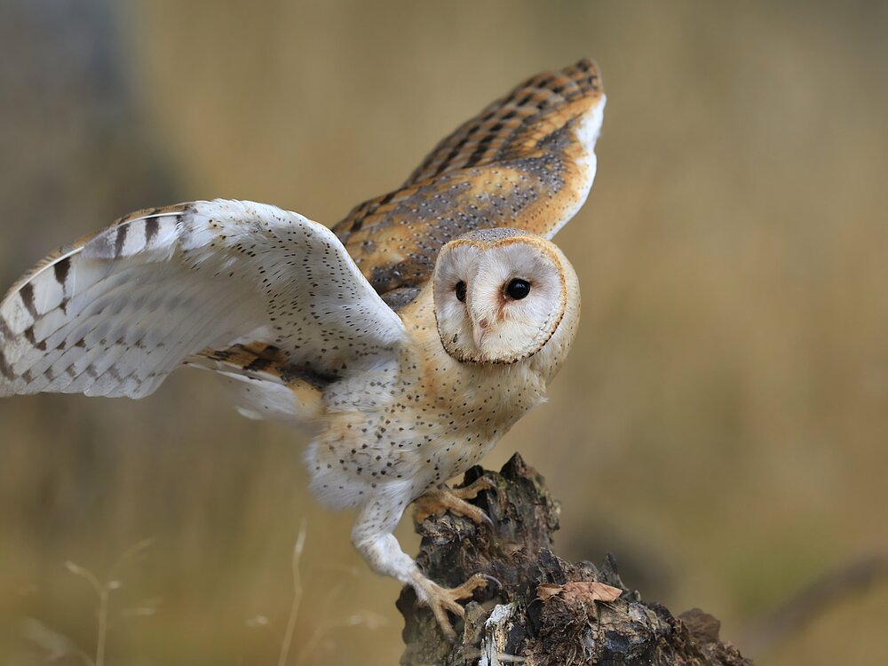 Schleiereule auf einem Baumstumpf.